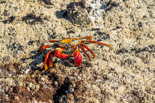 Sally Lightfoot crab on a rocky shore
