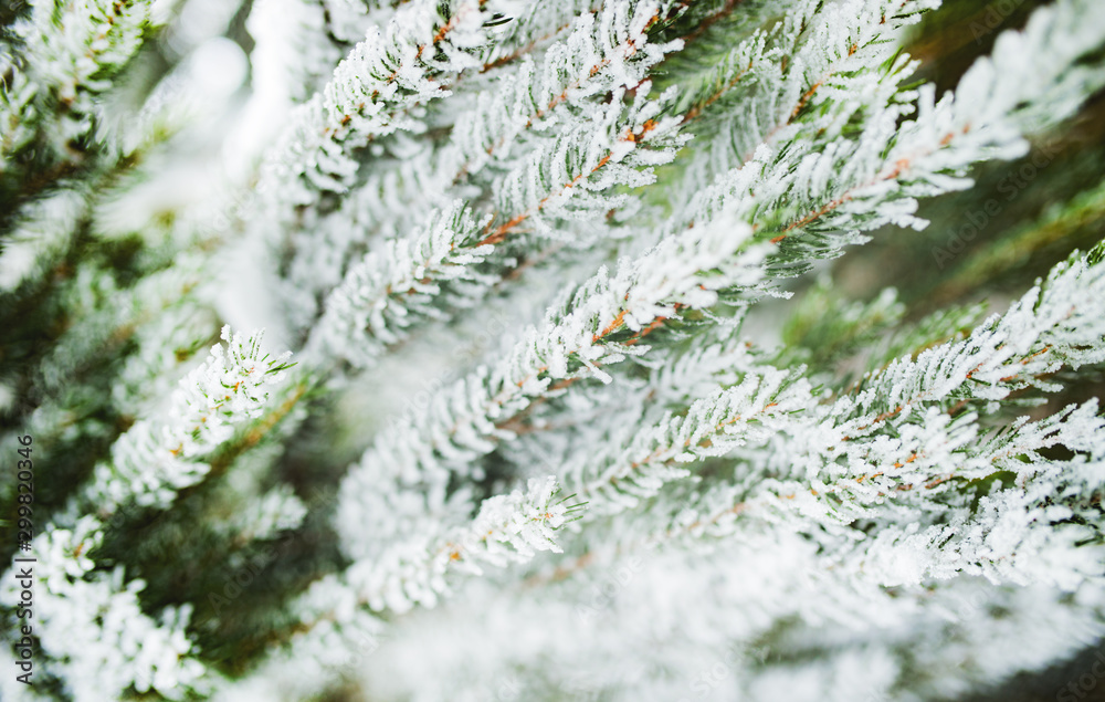 Close-up of green snow-covered frozen spruce Close-up of green snow-covered frozen spruce