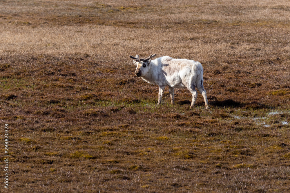 Svalbard Reindeer standing on the tundra Svalbard Reindeer standing on the tundra