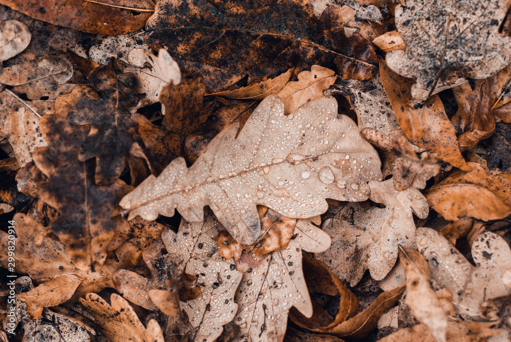 Fallen autumn brown oak leaves with water drops on it.