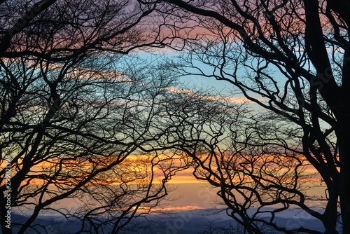 Silhouetted trees against a sunset © Paul