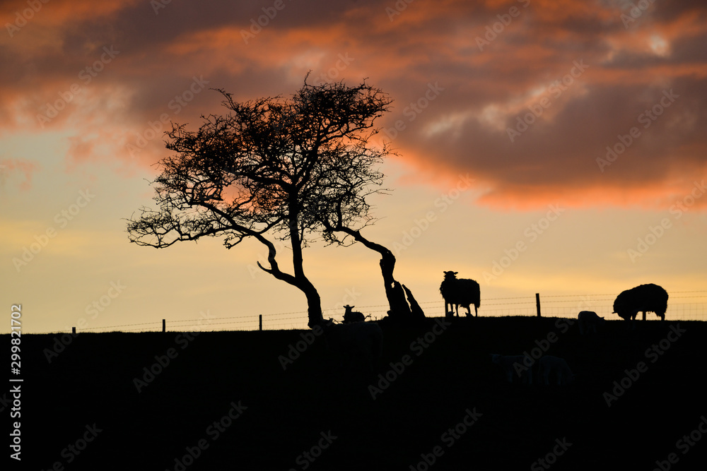 Lamb and sheep silhouette under red sunset in spring