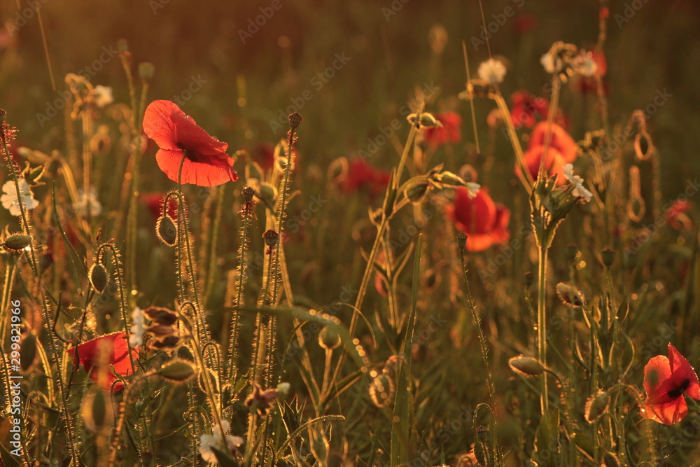 Fototapeta premium poppies