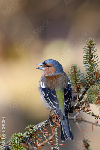 A male Chaffinch (Fringilla coelebs). photo