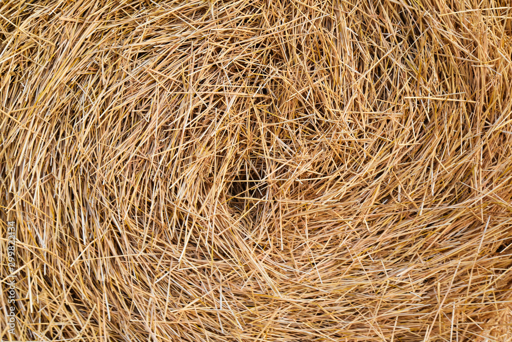 hay, straw, dry background for design, texture. Funnel of dry grass. hay, straw, dry background for design, texture. Funnel of dry grass.