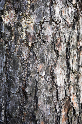 bark of a old tree texture © ptyszku