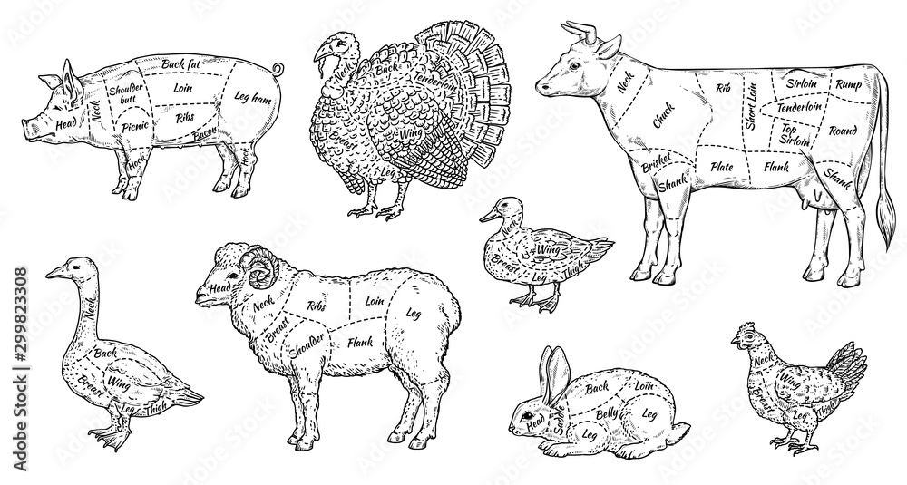 Animal meat cut parts set - butcher guide to different parts of farm animals Stock Vector | Adobe Stock Animal meat cut parts set - butcher guide to different parts of farm animals Stock Vector | Adobe Stock