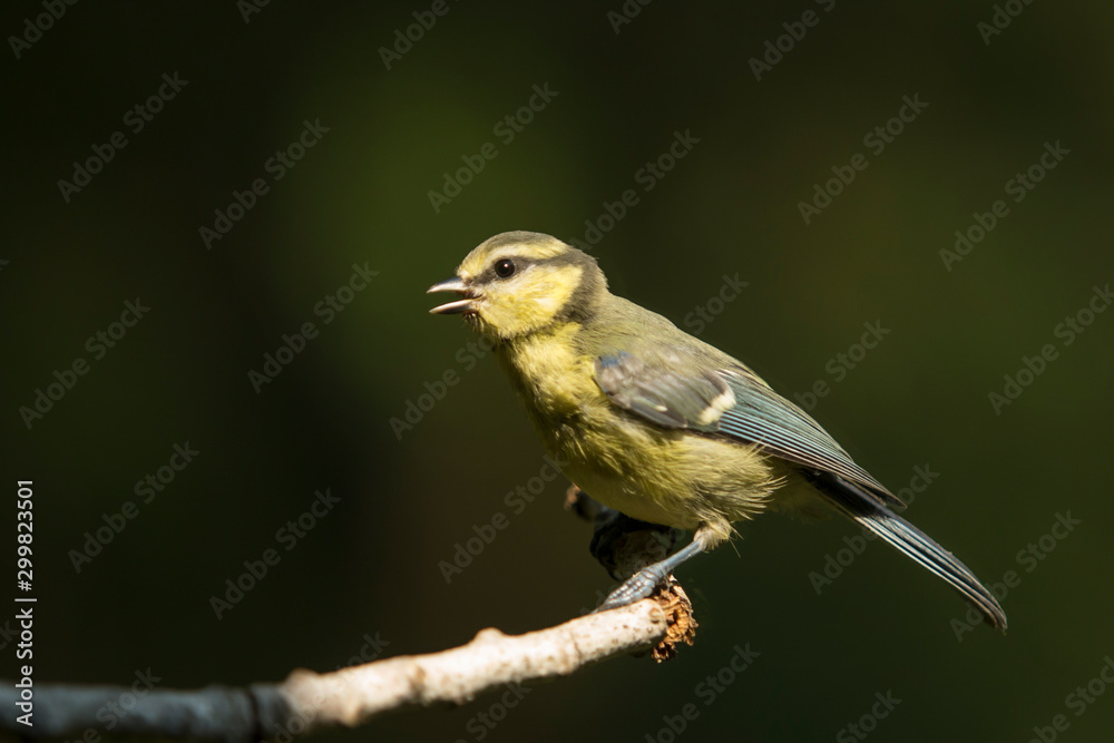 Fototapeta premium Young specimen of blue tit perched on a branch.