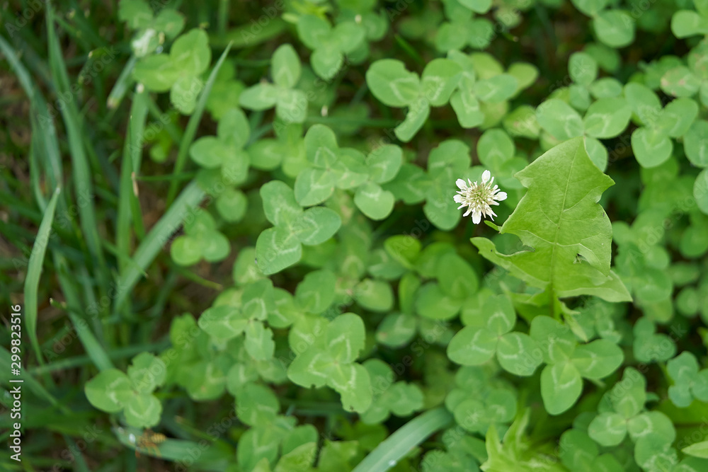 field of clovers with a white flower