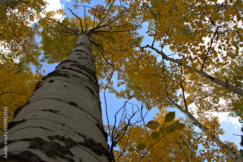 Looking straight up at the colorful yellow aspen leaves in the blue sky photo