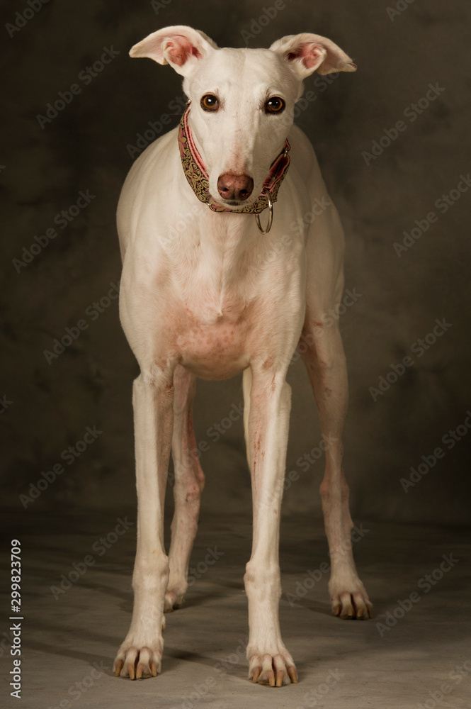 Portrait of the white greyhound breed dog standing on the ground