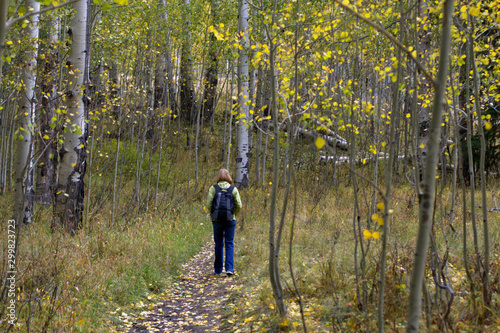 Lady hiking thr the colorful aspen grove in the Colorado Mountains © ronm