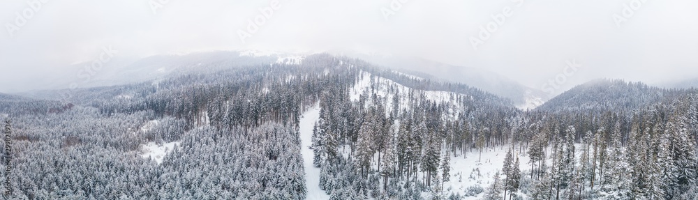 Fabulous snow-covered panorama of spruce trees