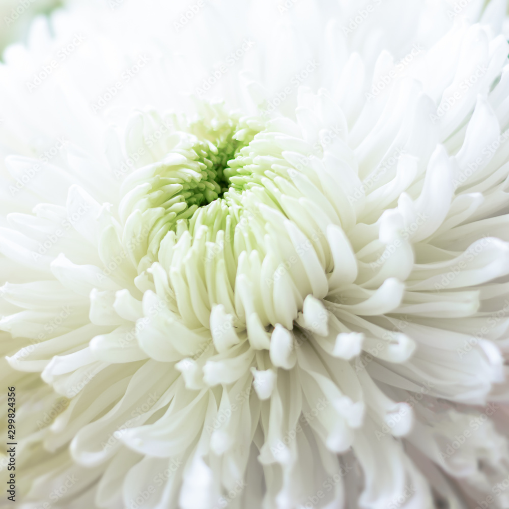 Obraz premium Background made of close up view on white sumptuous big chrysanthemum with light green core. Square format