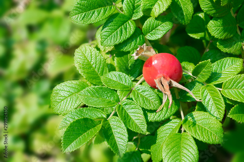 Red mature seeds of dog rose or hip rose with green leaves, wild medicinal herbs for improving health