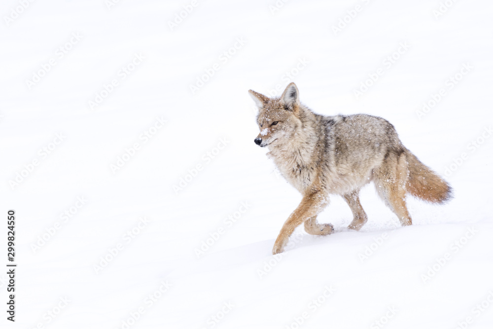 Obraz premium A coyote (Canis Latrans) traveling through a snowy landscape in Yellowstone, Wyoming, USA.