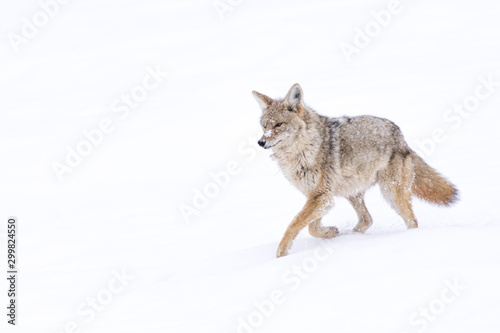 Canvas A coyote (Canis Latrans) traveling through a snowy landscape in Yellowstone, Wyoming, USA