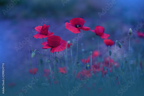 Beautiful Blue Nature Background.Macro Photo of Amazing Magic Red Poppy Flowers.Fantasy Floral Art.Creative Artistic Wallpaper.Web Banner.Field of Poppies.Rural Scene.Creative Close up Photography.