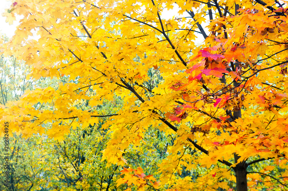 autumn background. young maple with yellow and red leaves autumn background. young maple with yellow and red leaves