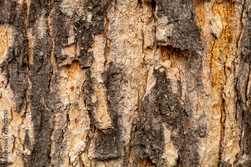 Old Weathered Damaged Brownish Wood Texture