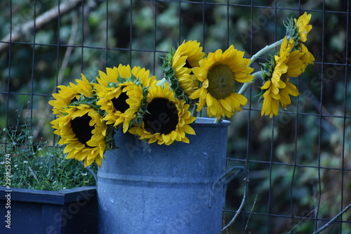 yellow flowers in a pot
