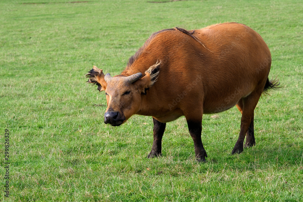 African forest buffalo, Syncerus caffer nanus African forest buffalo, Syncerus caffer nanus