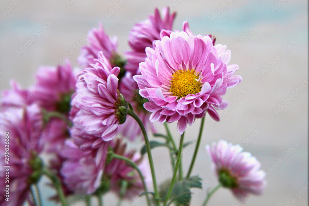 Obraz premium Pink Delights