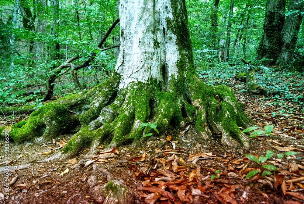 tree roots in southern forest covered with moss greenery tree roots in southern forest covered with moss greenery