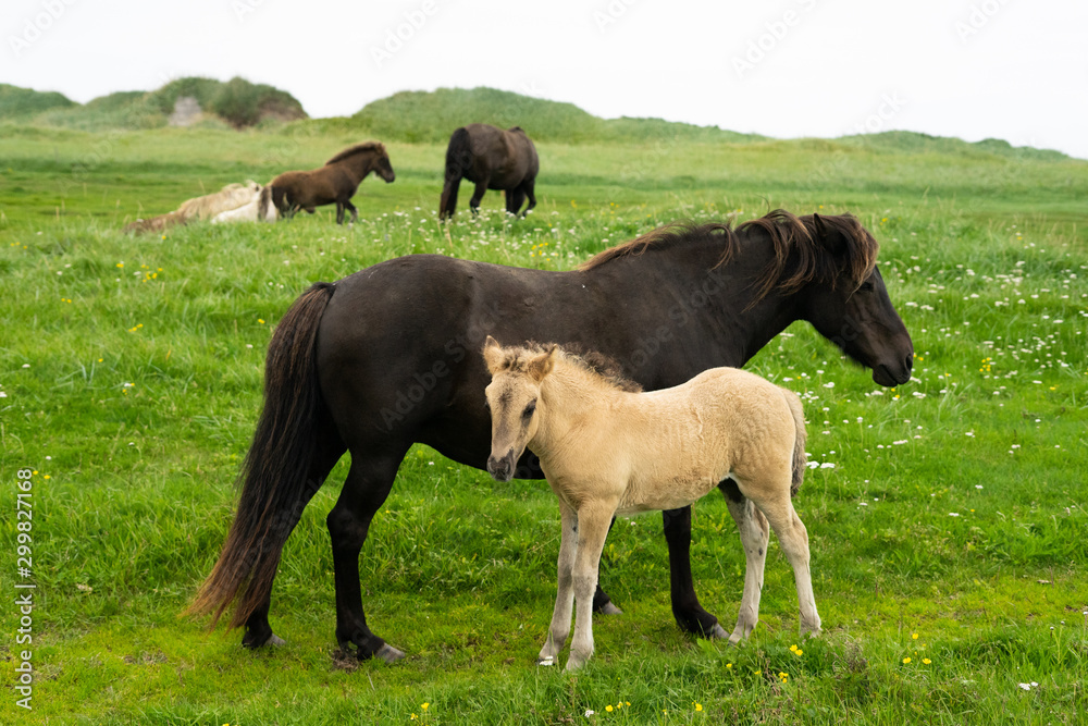 Mother horse and her pony stand side-by-sde