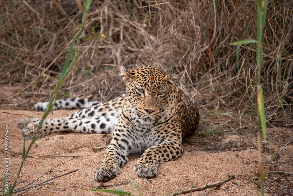 Fototapeta premium A Leopard (Panthera pardus) resting