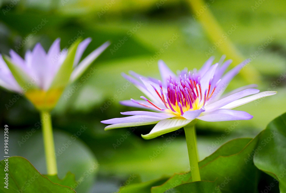 water lily water lily