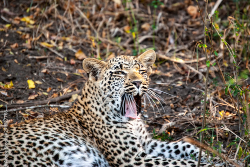 A Leopard (Panthera pardus) resting