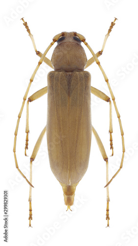 Beetle Stromatium auratum on a white background photo