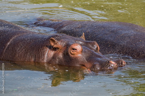 Two hippos swimming in lake