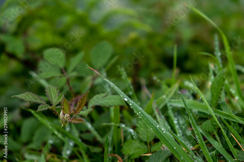 Fresh green grass - various invasive species - with water drops, Sao Miguel, Azores, Portugal © Vitor Miranda