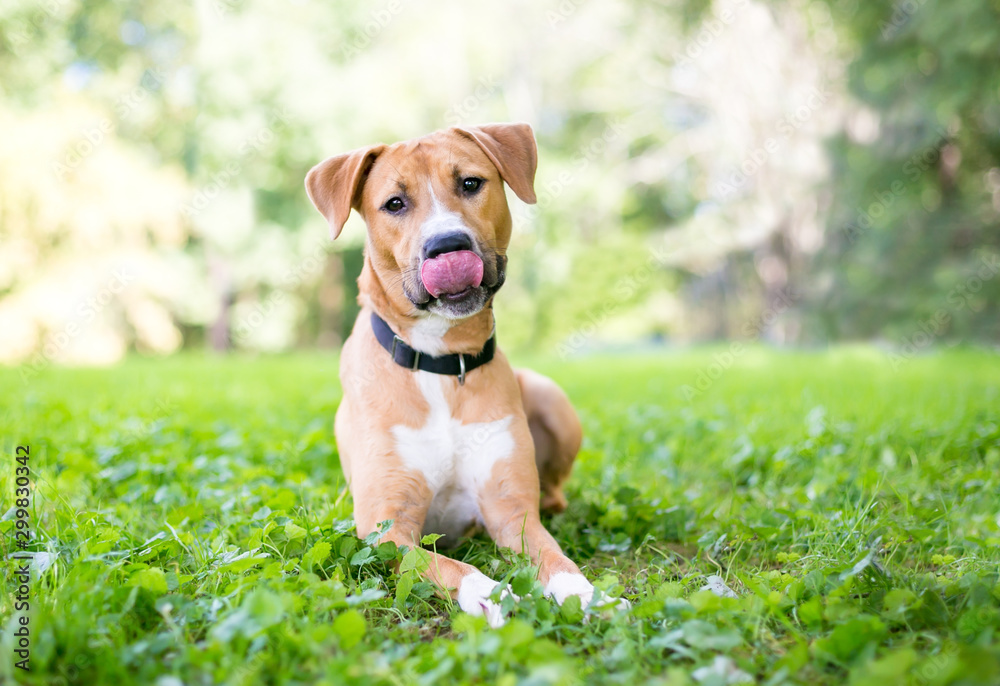 A cute young Retriever / Pit Bull Terrier mixed breed dog lying in the grass and licking its lips
