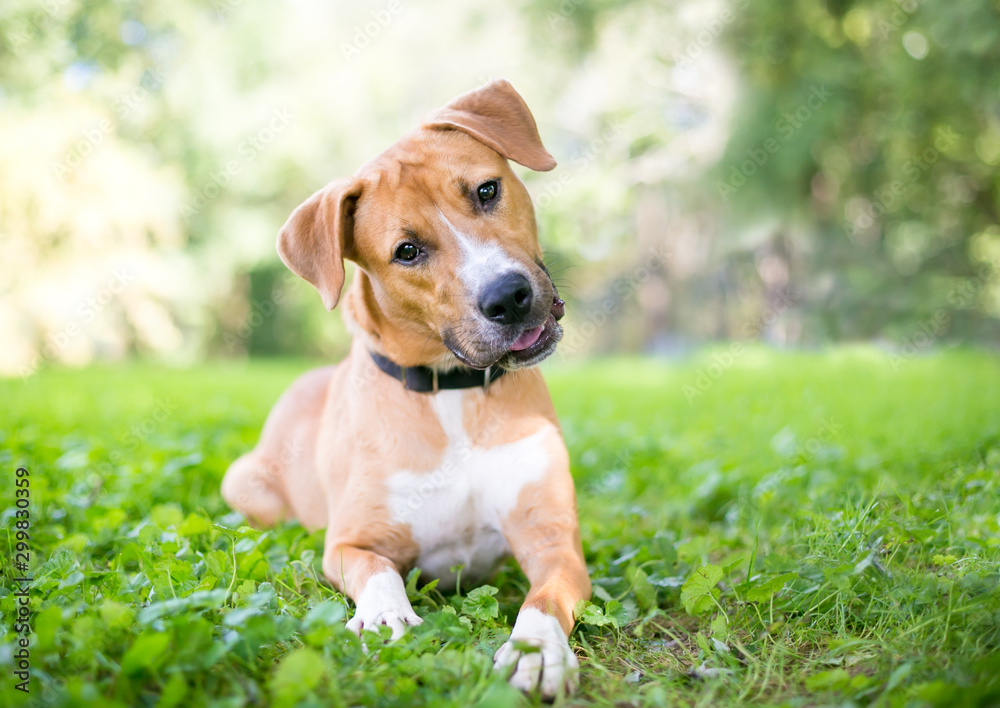 A cute young Retriever / Pit Bull Terrier mixed breed dog lying in the grass and listening with a head tilt