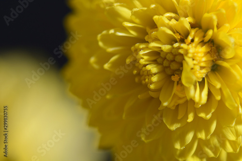 closeup of yellow flower