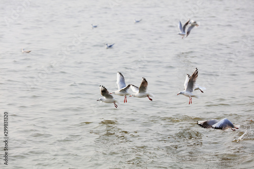Seagulls flying on the sea