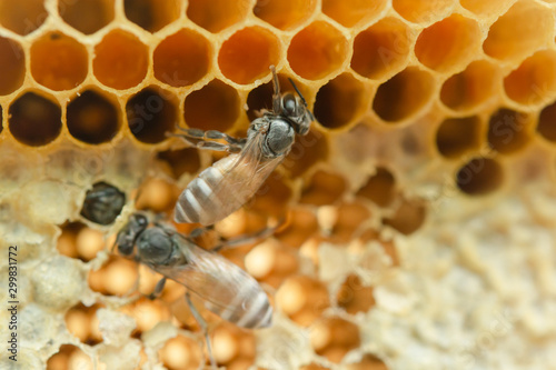 Macro of working bees on honeycomb, Background hexagon texture, © Achira22
