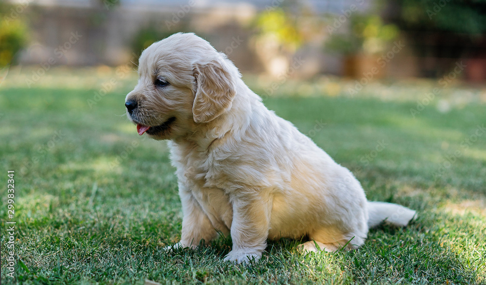 Retriever puppy seated in the grass. Retriever puppy seated in the grass.