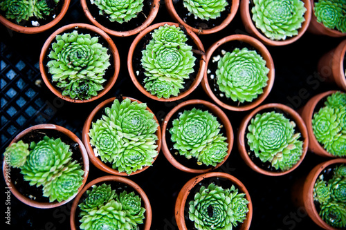 Potted Succulents photo