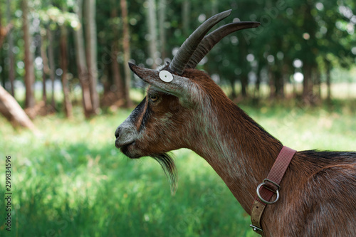 Brown and white horned goat in the green pasture in summer.
