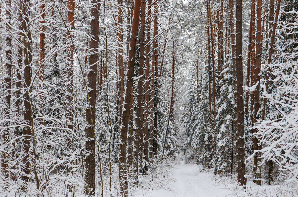 Snowy winter forest on a sunny day. Snow-white road with a ski track. Snow covered trees and bushes Snowy winter forest on a sunny day. Snow-white road with a ski track. Snow covered trees and bushes