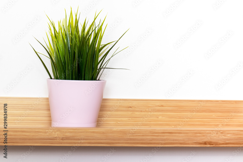 Potted green plant in white flowerpot on wooden shelf in front of white wall with copy space, minimalistic scandinavian interior Potted green plant in white flowerpot on wooden shelf in front of white wall with copy space, minimalistic scandinavian interior