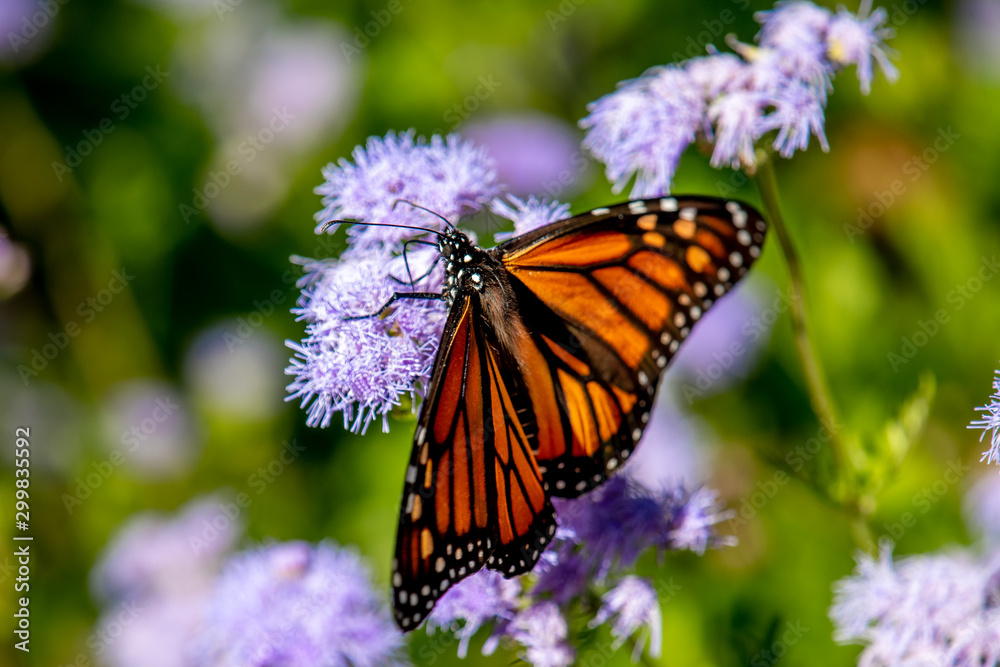 Fototapeta premium Monarch in October