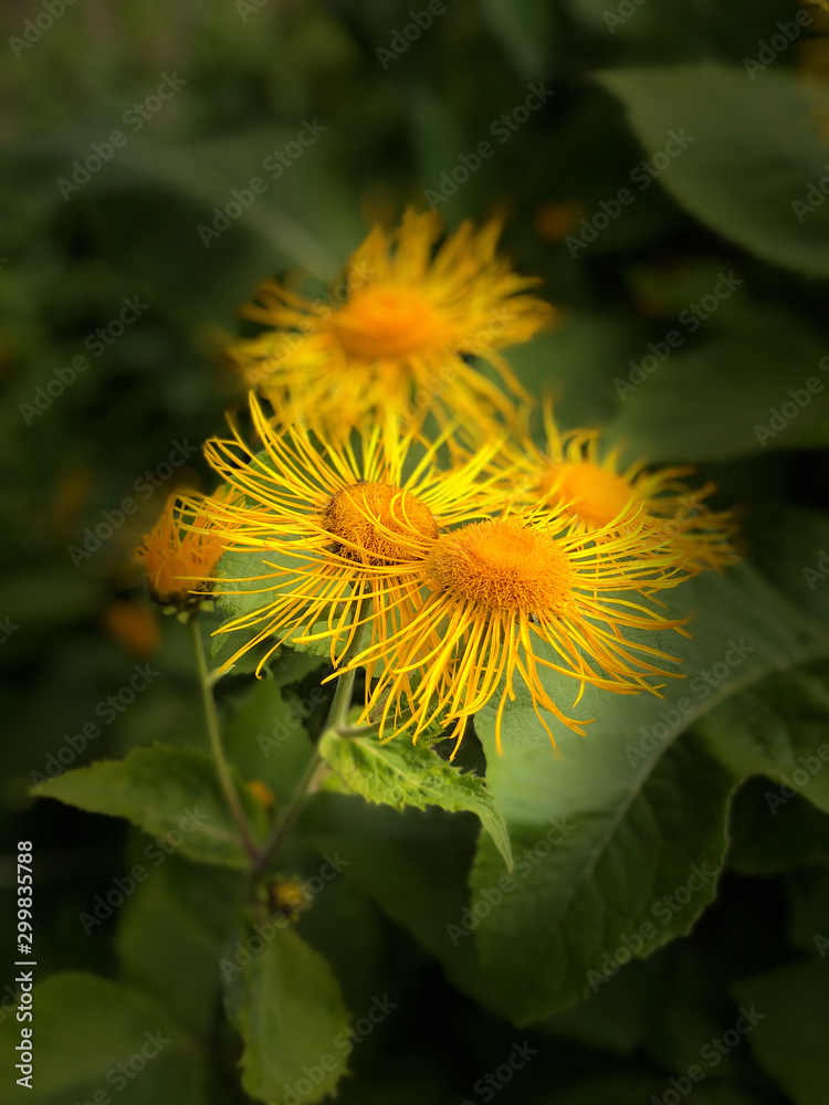 Flower Flower