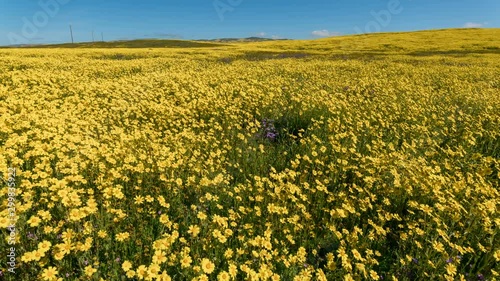 Timelapse Tracking Shot of Desert Gold Wildflower Superbloom in Carrizo Plain photo