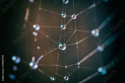 Spinnennetz mit Wassertropfen als Metapher für Netzwerke und Verbundenheit