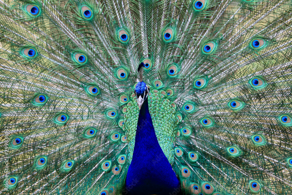 Obraz premium Peacock